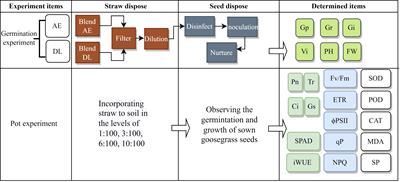 The inhibitory potential of green manure return on the germination and seedling growth of Eleusine indica L.